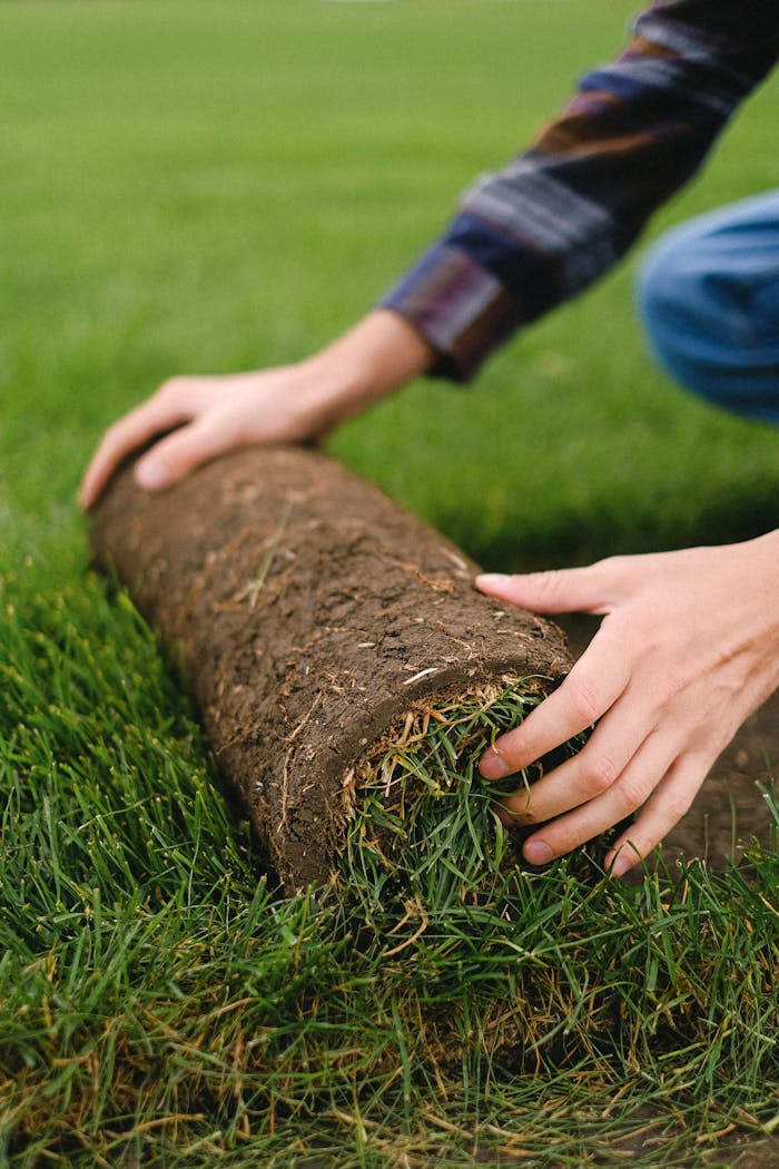Frisch verlegter Rollrasen in einem Garten